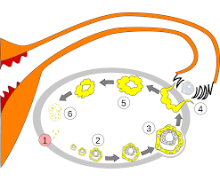 禧孕生育