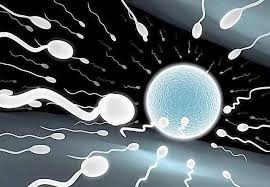 禧孕-泰国试管婴儿怀孕中卵母细胞的发生和成熟